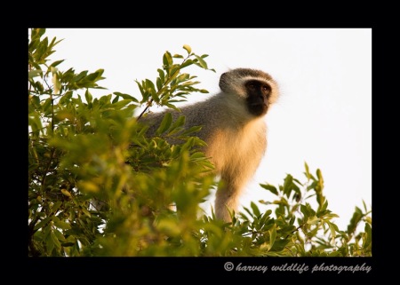 Vervet Monkey by Harvey Wildlife Photography